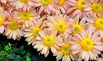 Flowers, Bright, Close-Up, Greens, Flower Bed, Flowerbed HD wallpaper
