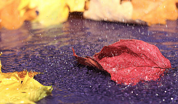 Autumn, Leaves in water, , Tranquil scene HD wallpaper