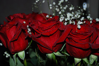 Beautiful red roses, rose, roses, red, flowers, beauty HD wallpaper