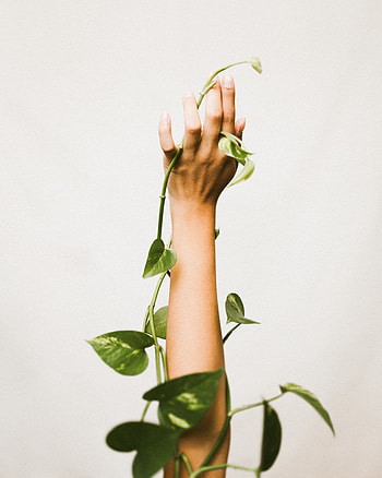 Flowers, Plant, Hand, Liana HD phone wallpaper