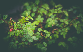 Leaves, Drops, Plant, Macro, Moisture, Dew HD wallpaper