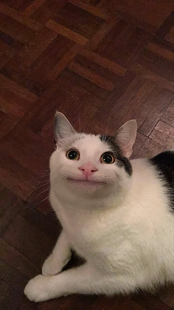 Polite Cat (ft. Beluga) (Original Unaltered ) [px]: MemeRestoration HD phone wallpaper