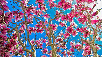 Pink Flowers Tree Branches In Blue Sky Background Flowers HD wallpaper