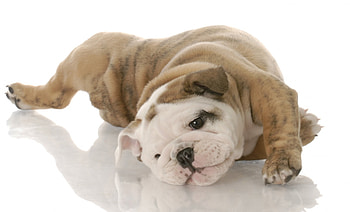 Dog, sweet, pay, dogs, puppies, cute, beautiful, beauty, playful, playful dog, puppy, dog face, pretty, animals, face, bubbles, lovely HD wallpaper
