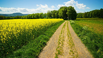 Rape Field At Spring, lower saxony, germany, clouds, trees, landscape, flowers, road, sky HD wallpaper