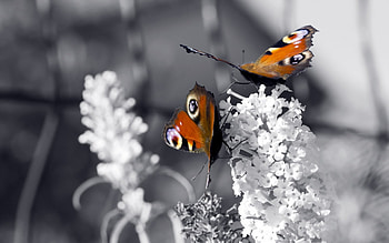 Butterflies in the Winter, winter, wings, white, black, plants, butterfles, cold, orange, dots, animals, snow, nature HD wallpaper