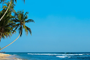Nature, Sea, Beach, Palms, Shore, Bank, Ocean, Palm, Tropics, Surf HD wallpaper
