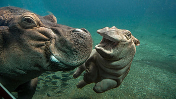 Cute baby hippos, Adorable animal babies, Playful young animals, Baby wildlife HD wallpaper