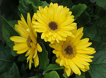 Flowers, Leaves, Gerberas, Flower Bed, Flowerbed HD wallpaper