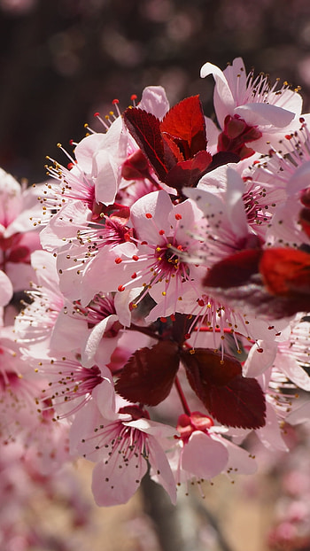 pink flower, flower, branch, nature, macro, spring, blossom HD phone wallpaper