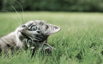 Animals, Grass, Cat, To Lie Down, Lie, Muzzle, Playful HD wallpaper