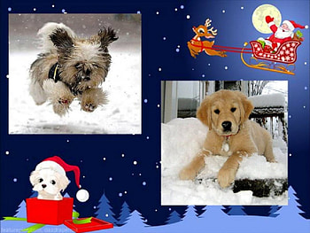 Winter dogs, dogs, winter, animals, collage HD wallpaper