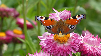 Butterfly, garden, flowers, blossoms, insect HD wallpaper