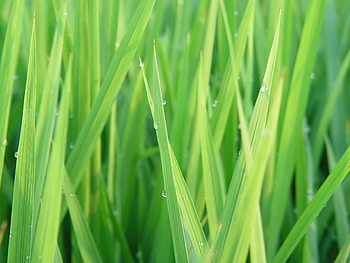 Close-up grass , Green linear grass, Nature's details, Vibrant HD wallpaper
