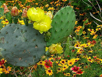 Cactus Blooms and Wild Flowers, in Southern Texas, flowers, bloom, cactus, yellow HD wallpaper