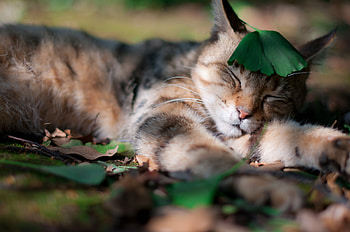 Animals, Grass, Cat, Leaf, Sheet, Shadow, Dream, Sleep, Sleeping, Asleep HD wallpaper