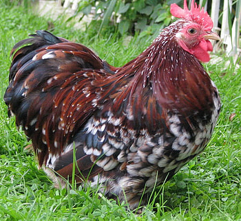 Pretty Cochin Rooster, chicken, farm, rooster, red HD wallpaper