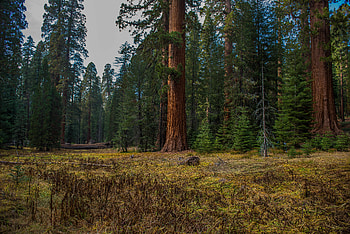 Nature, Trees, Grass, Forest, Log HD wallpaper