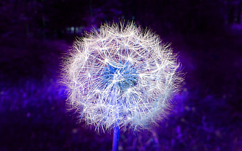 Blue Lion, graphy, beautiful, deandelion, artwork, simple, graphic, fantastic, nature, flowers, macro HD wallpaper