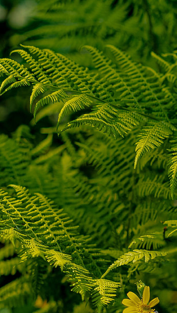 Green leaves , Ultra , Lush foliage, Natural beauty HD phone wallpaper