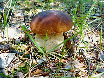 Nature, Grass, Leaves, Earth, Land, White Mushroom HD wallpaper