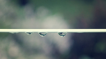 Grass, Drops, Plant, Macro, Line, Stem, Stalk HD wallpaper