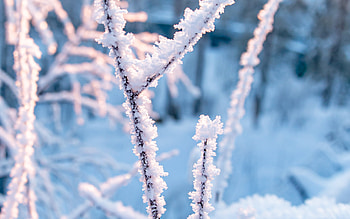 Frosty Branches, winter, branch, frost, snow HD wallpaper
