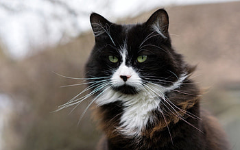 Animals, Cat, Fluffy, Muzzle HD wallpaper