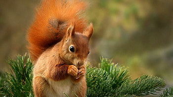 Spruce food stand, Cute red squirrel HD wallpaper