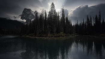 Pine Forest, Nature, Pine, Forest, lake HD wallpaper