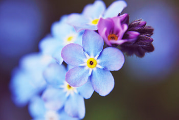 Plants, Flowers HD wallpaper