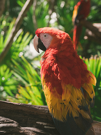 Animals, Parrots, Bird, Multicolored, Motley, Macaw HD phone wallpaper