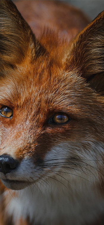 Red fox , Wildlife beauty, Canine mammal, Majestic HD phone wallpaper
