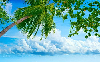 Landscape, Sea, Clouds, Palms HD wallpaper