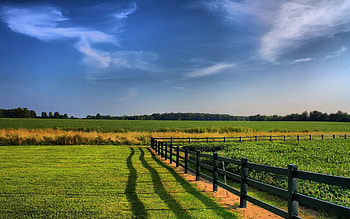 Nature, Fields, Greens, Fence, Agriculture HD wallpaper