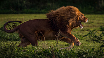 Running Lion , lion, animals HD wallpaper
