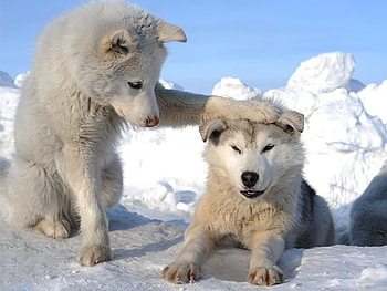 Well Done, Boy !!, dog, white, snow, paw on head, beautiful, well done, , lovely HD wallpaper