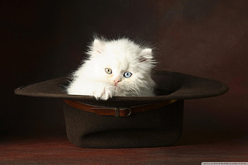 White fluffy kitten, sweet, animal, kitten, white, cat, pet, fluffy HD wallpaper