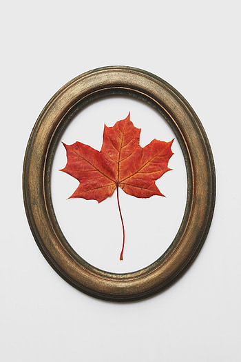 Miscellanea, Miscellaneous, Dry, Decoration, Leaflet, Maple, Frame HD phone wallpaper