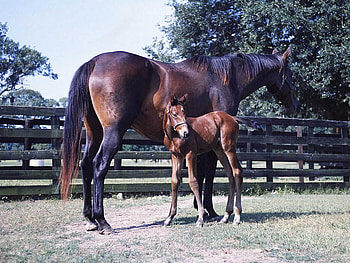 Mother and Foal, mother, horses, foal, spring HD wallpaper