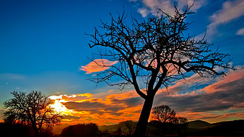 Sunset Trees Sky, sunset, trees, sky, nature HD wallpaper