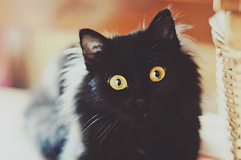 Animals, Cat, Fluffy, Muzzle HD wallpaper