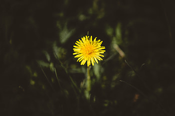 Flower, Dark, Bud, Dandelion HD wallpaper