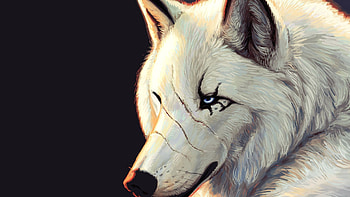 811 Wolf HD wallpaper