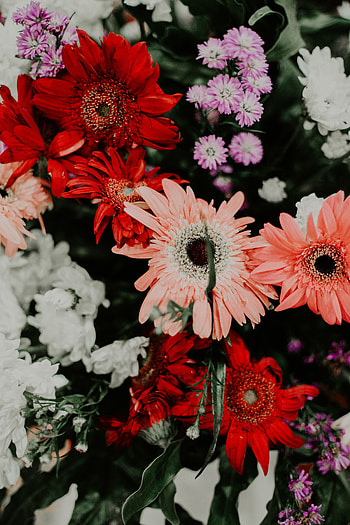 Plants, Flowers, Multicolored, Motley, Bloom, Flowering, Bouquet HD phone wallpaper