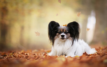 Phalene, Papillon Dog HD wallpaper