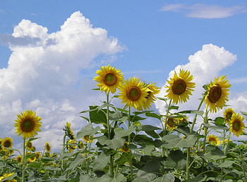 Flowers, Sunflowers, Sky, Clouds, Summer, Field HD wallpaper
