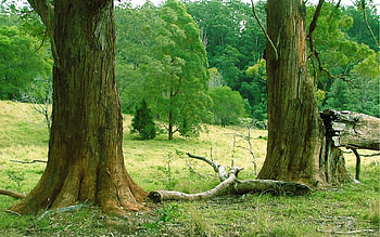 Forest, brown, graphy, rural, coutry, green, trees, nature, forests HD wallpaper