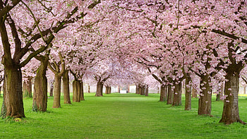 Sakura, Trees HD wallpaper