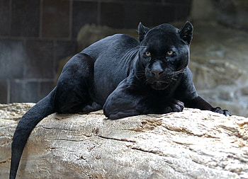 Animals, To Lie Down, Lie, Predator, Big Cat, Log, Panther HD wallpaper